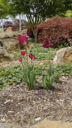 Tulip Flowers🌷🌹🪻💚
