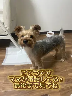 愛犬とママ