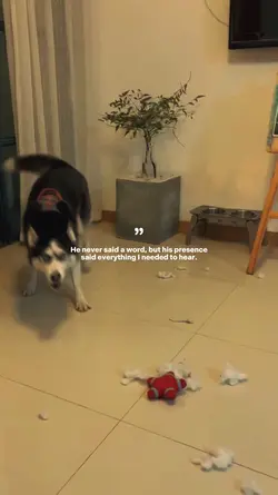 Pet moments