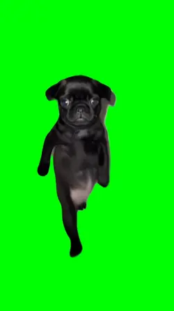 Cute Dog Dance