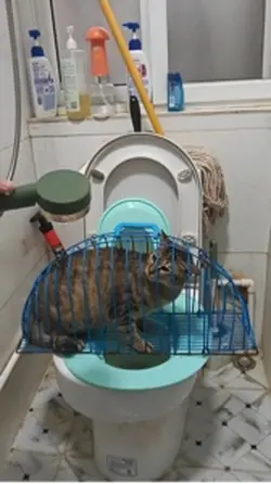 Tắm mèo hay đấu vật