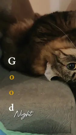 Good Night by cat