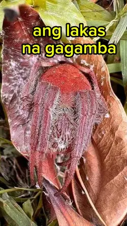 gagamba 