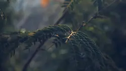 Aesthetic 