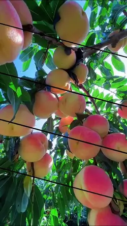 Fresh Fruits 