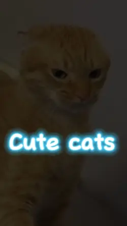 Cute cat