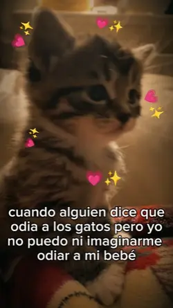 mi gato