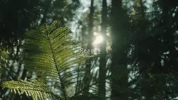 NATURAL PEACE