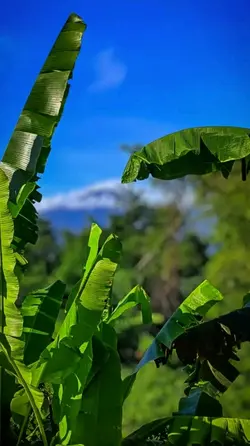 Pergipagipulagpagi