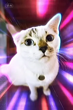 Disco Cat