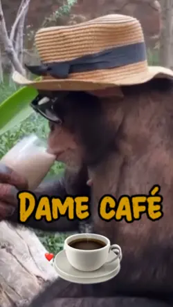 Dame café 🍵 un que?