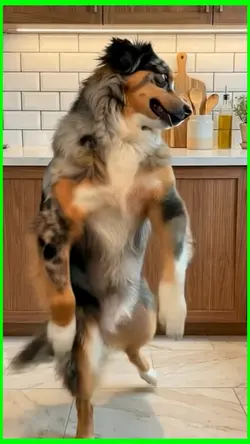 dancing dog