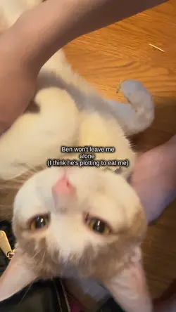 Cat.