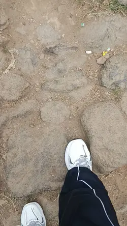 dino