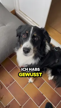 Bester Freund Tier