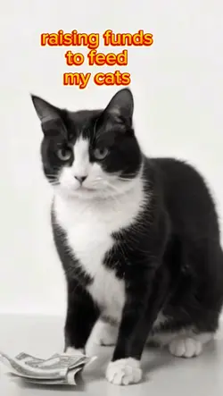 catfood