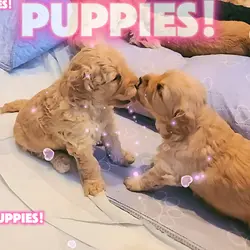 Puppies!!!
