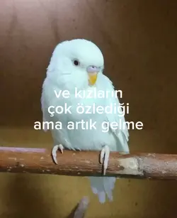 köpük