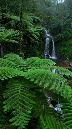 nature vibes
