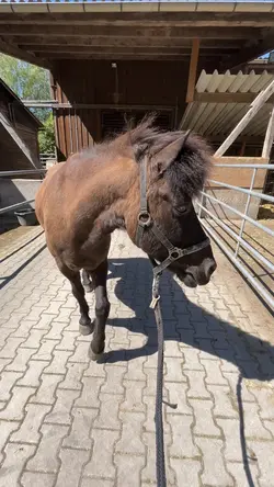 😇🐴😍