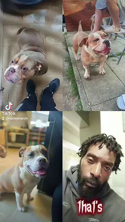 me & Dogs