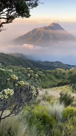 ADEM