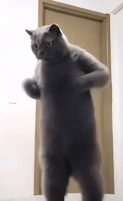Cat dance hihi