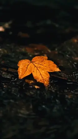 Cinematic Nature