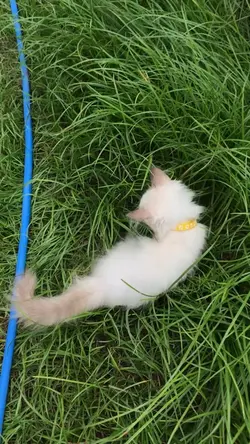 Kucing main