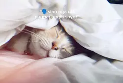 sunshine ko