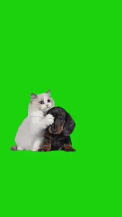 cat and dog template