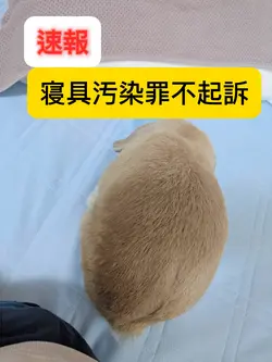 速報、不起訴
