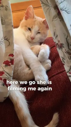 PETS POV