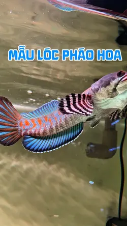 Mẫu lóc đẹp. Channa