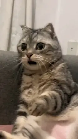 Meme|Cat