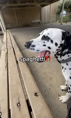 spaghetti 😖