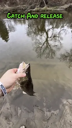 Catch the fish
