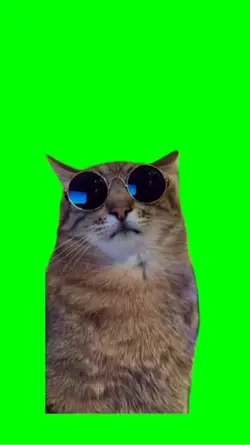 Meme gatto 😂