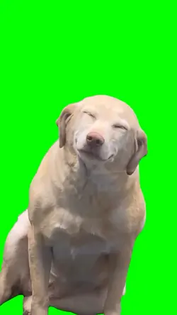 Cute dog meme 
