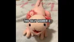 axolotl😻😻