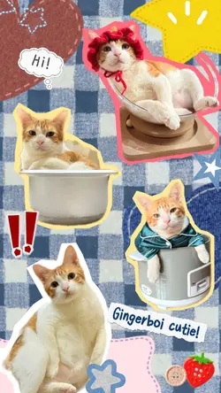Cutie pet story
