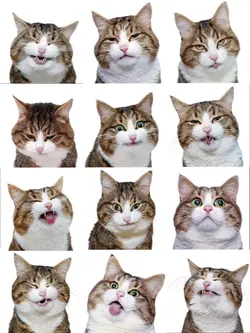 12 pic transition