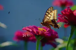 ১২ মাসে ১২ ফুল রে...