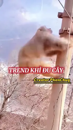 TREND khỉ đu cây 