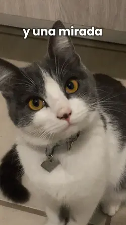 Día del gato