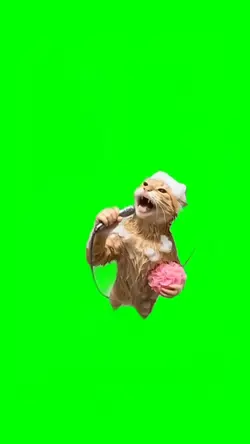 CAT SINGING