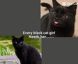 black cat ginger duo