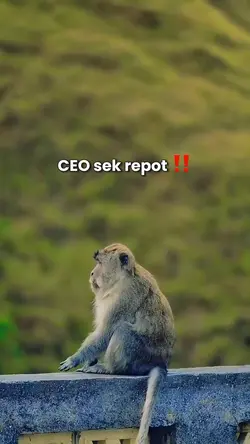 Sek repot
