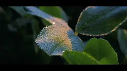 Cinematic Templates 