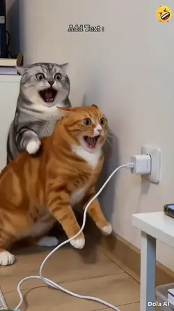 Funny Cat